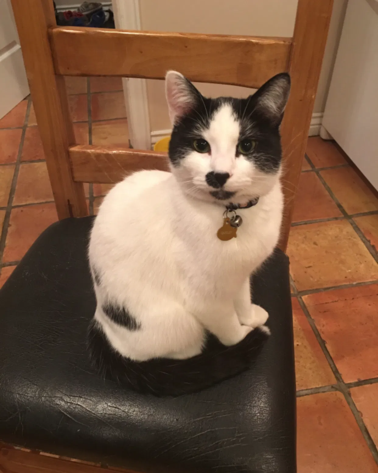 Lost cat in Ogden, UT, 84401