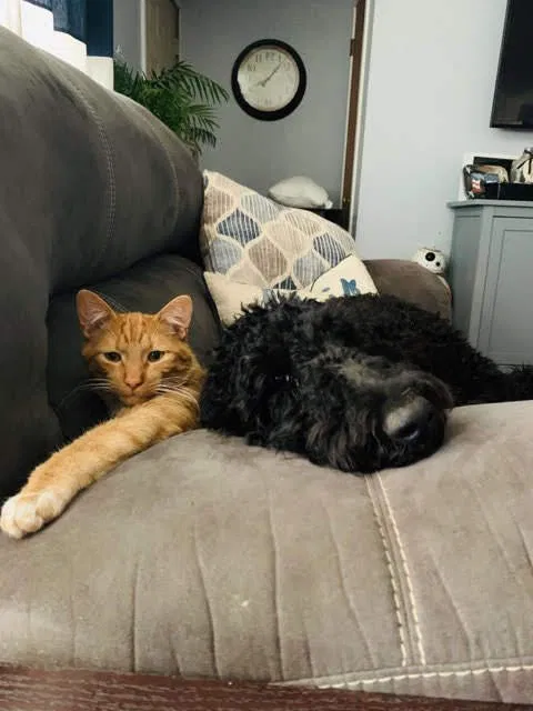 Lost cat in Wyoming, MI, 49509