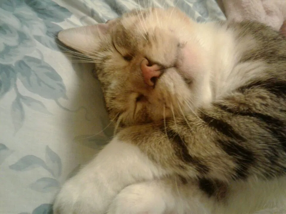 Lost cat in Clearwater, FL, 33755