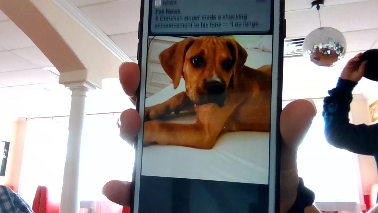 Lost dog in Vero Beach, FL, 32960