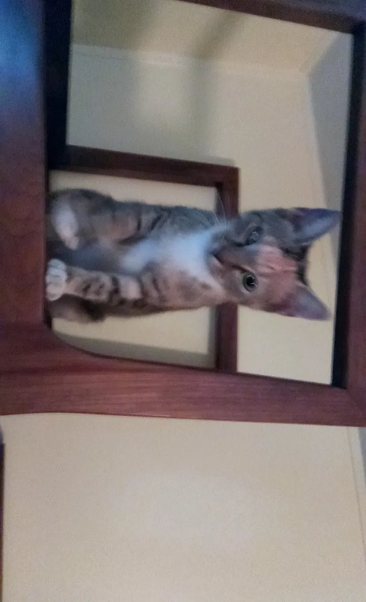 Lost cat in Gaston, SC, 29053