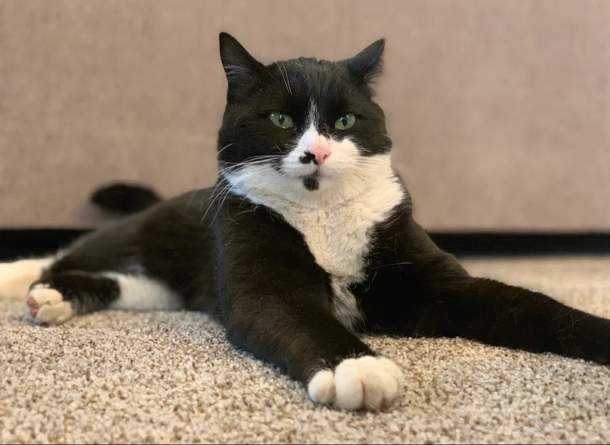 Lost cat in Herriman, UT, 84096