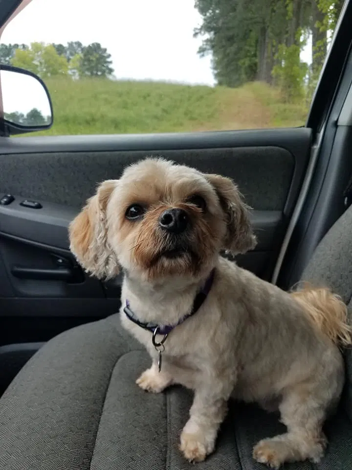 Lost dog in Mechanicsville, VA, 23116