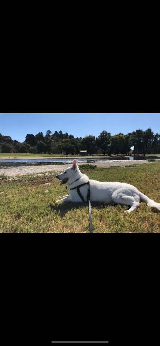 Lost dog in Richmond, CA, 94801