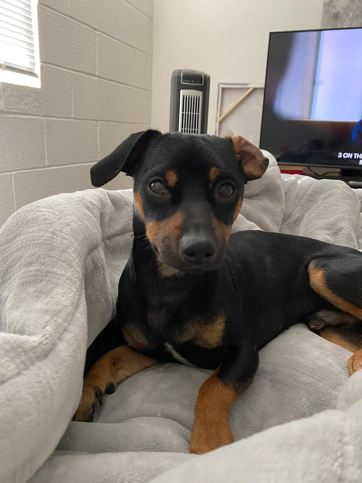 Lost dog in El Paso, TX, 79912