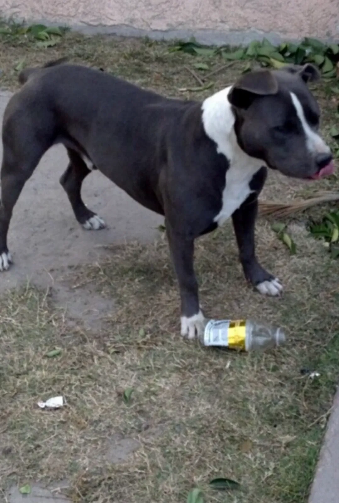 Lost dog in San Bernardino, CA, 92405
