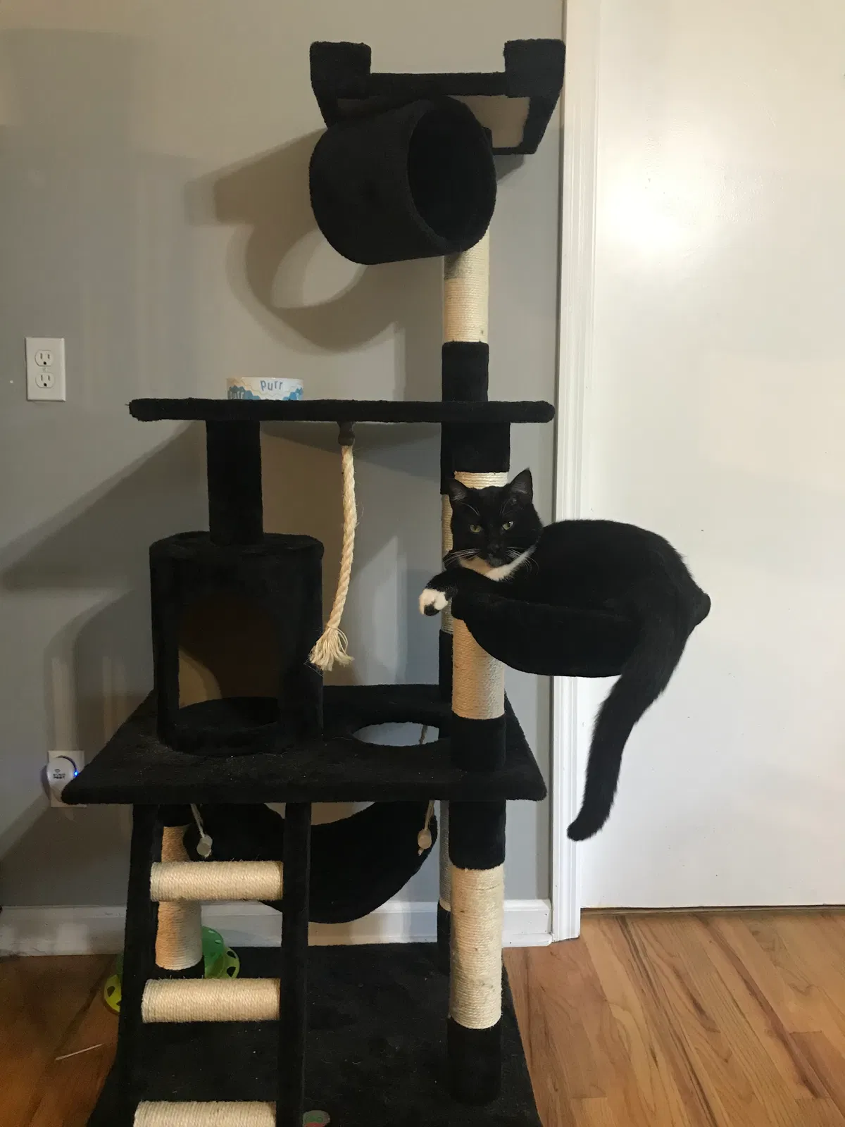 Lost cat in Lexington, SC, 29072