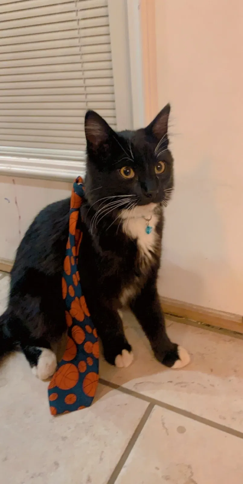 Lost cat in Syracuse, UT, 84075