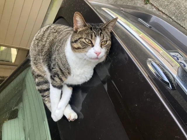 Lost cat in Gonzales, LA, 70737