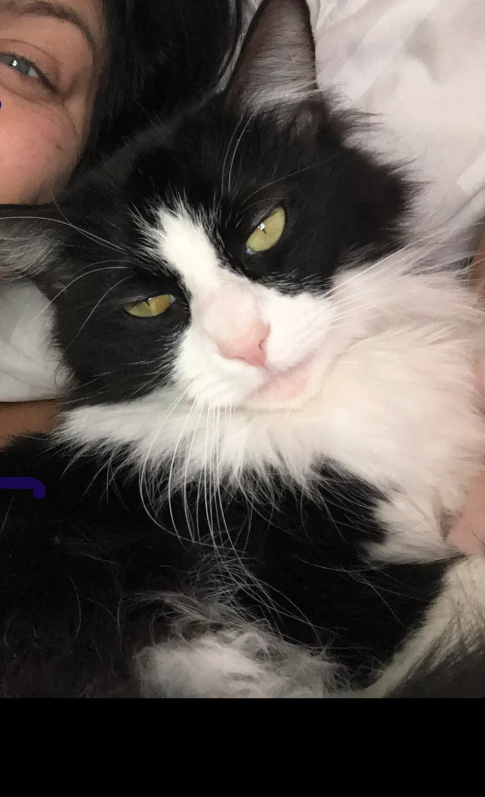 Lost cat in Toledo, OH, 43613