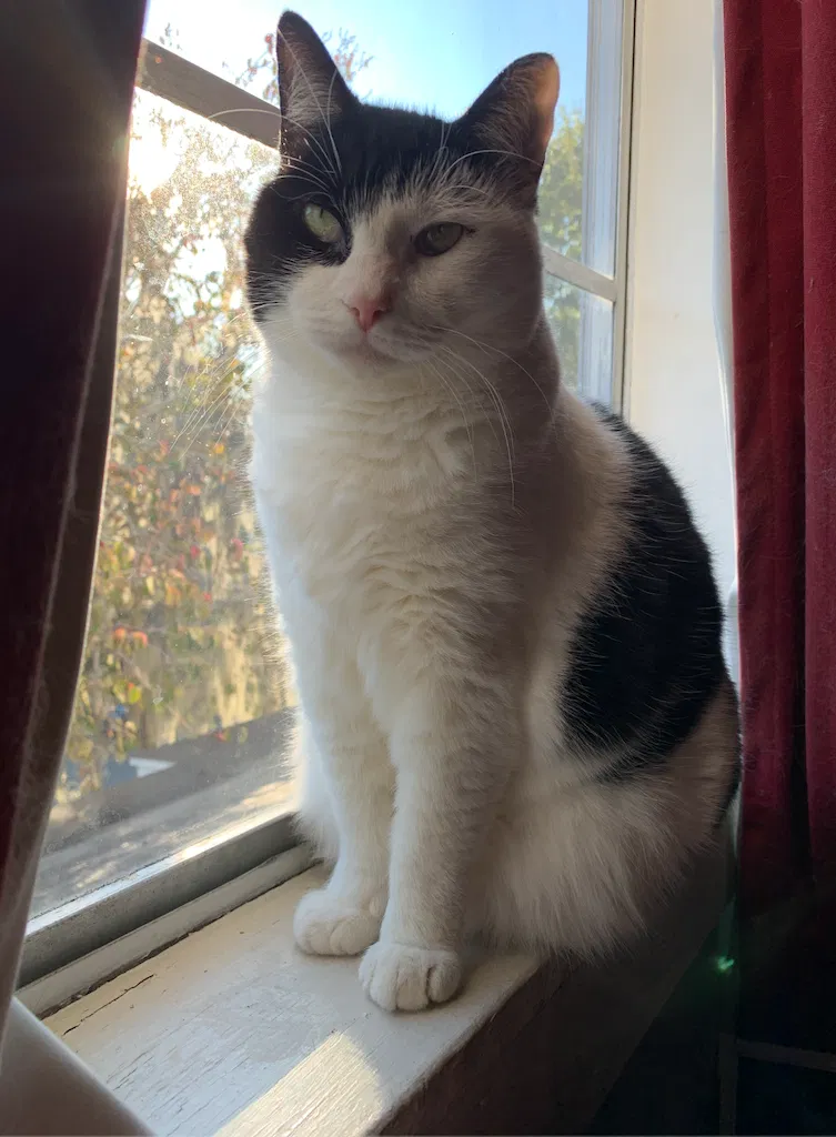 Lost cat in Savannah, GA, 31401