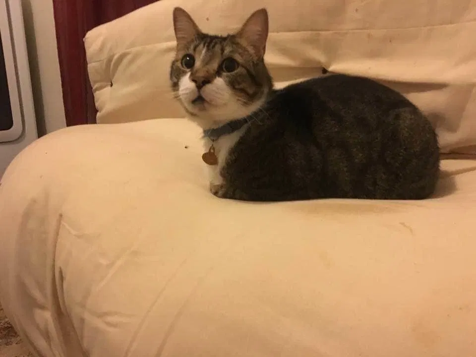 Lost cat in Hampton, VA, 23669