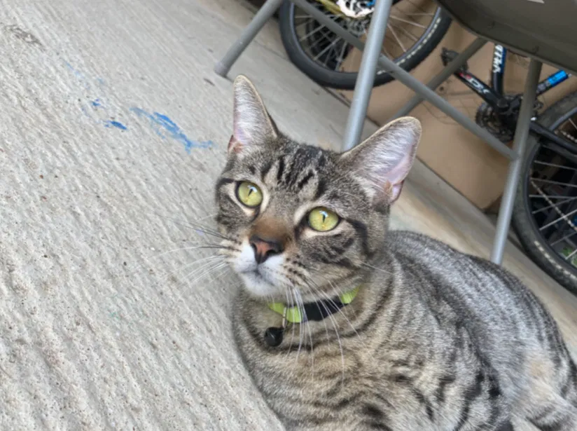 Lost cat in Grand Prairie, TX, 75052