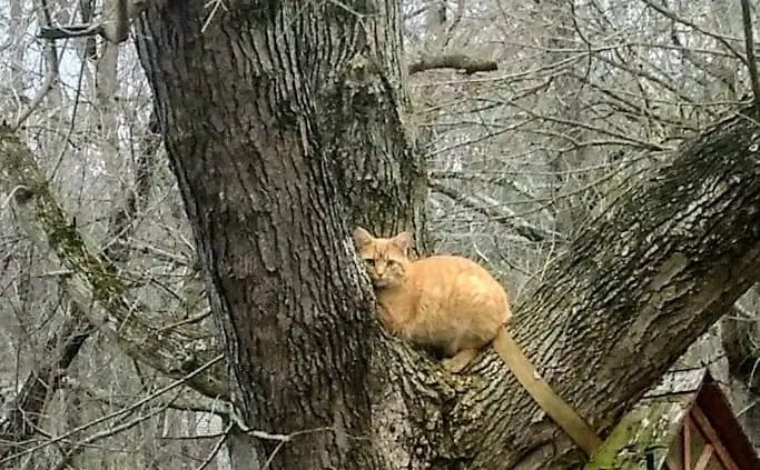 Lost cat in Asheville, NC, 28805