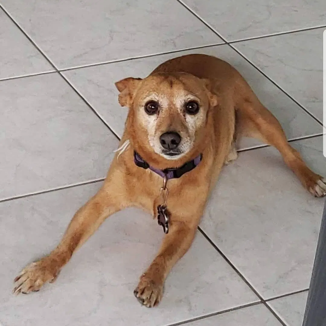 Lost dog in Spring Valley, CA, 91977
