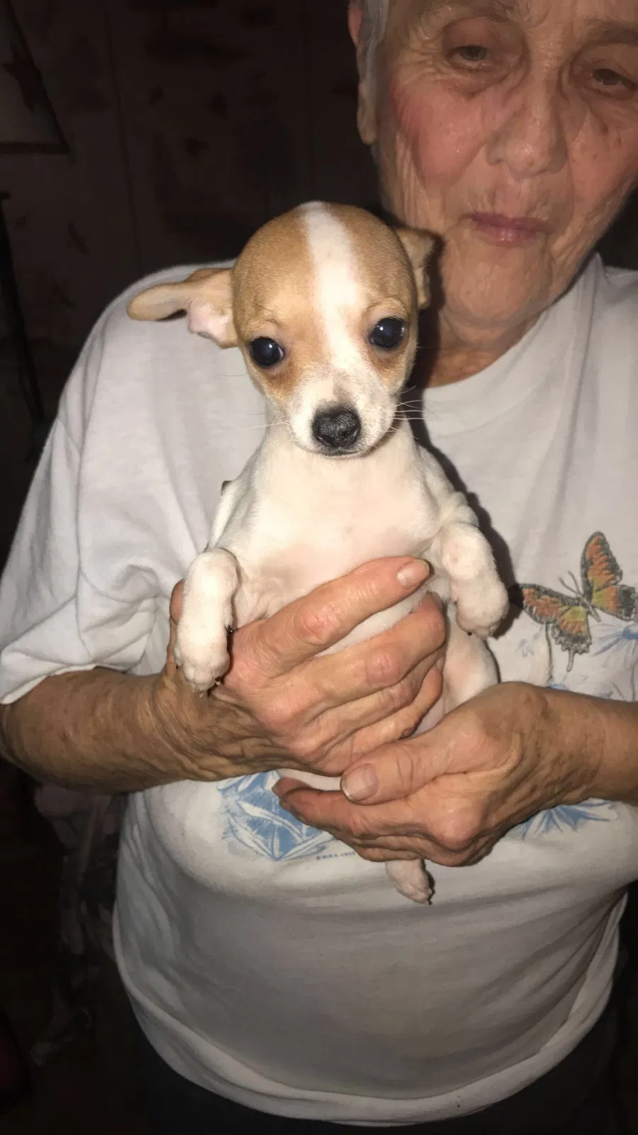 Lost dog in Windsor, PA, 17366