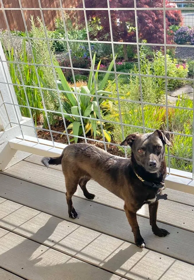 Lost dog in Seattle, WA, 98107