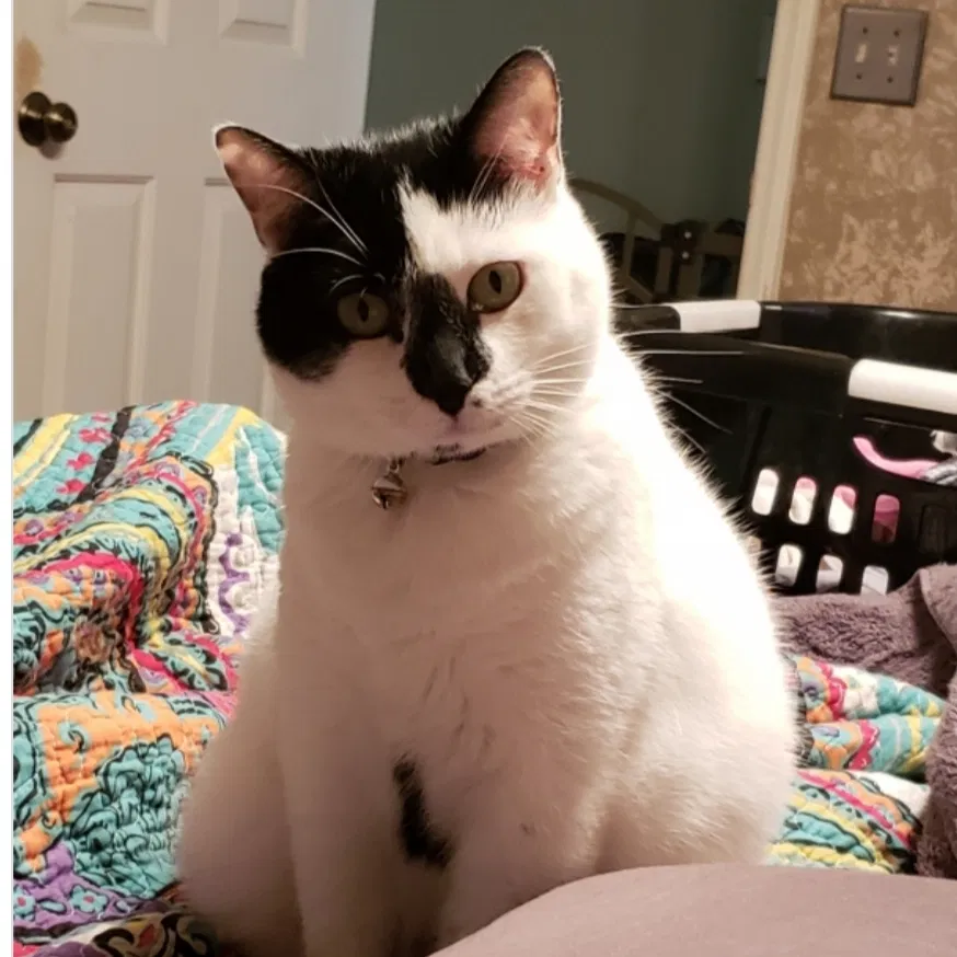 Lost cat in Lewisville, NC, 27023
