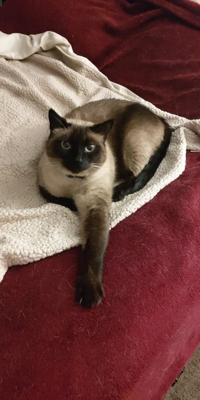 Lost cat in Puyallup, WA, 98373