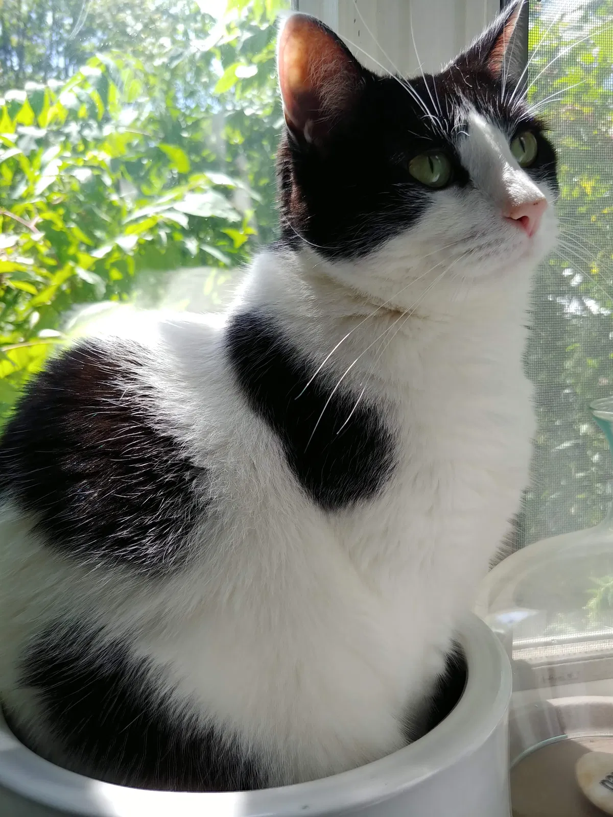 Lost cat in Huntington Station, NY, 11746