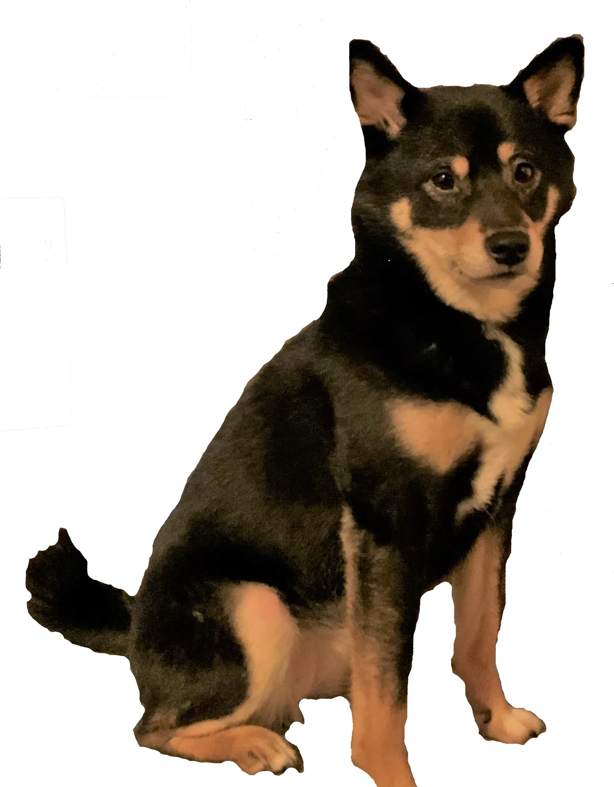Lost dog in University Place, WA, 98467