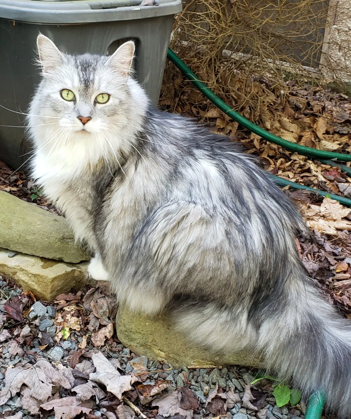 Lost cat in Islip Terrace, NY, 11752