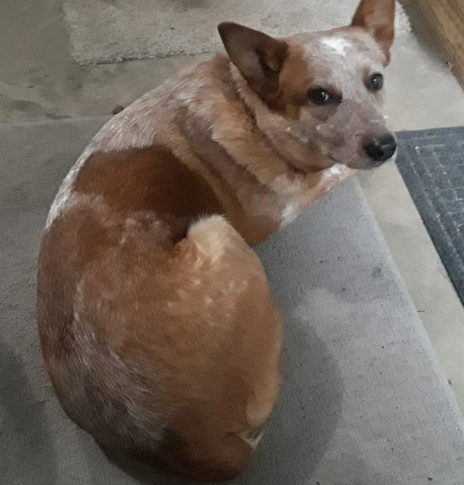 Lost dog in Clearwater, KS, 67026