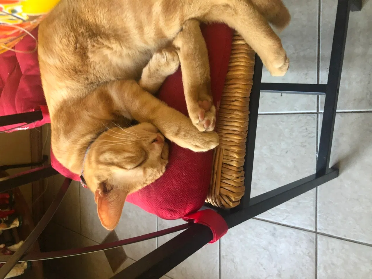 Lost cat in Austin, TX, 78752