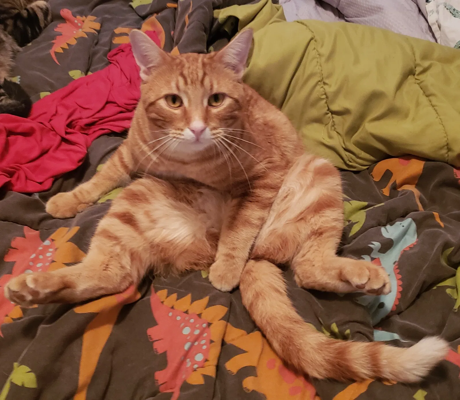 Lost cat in Glenpool, OK, 74033