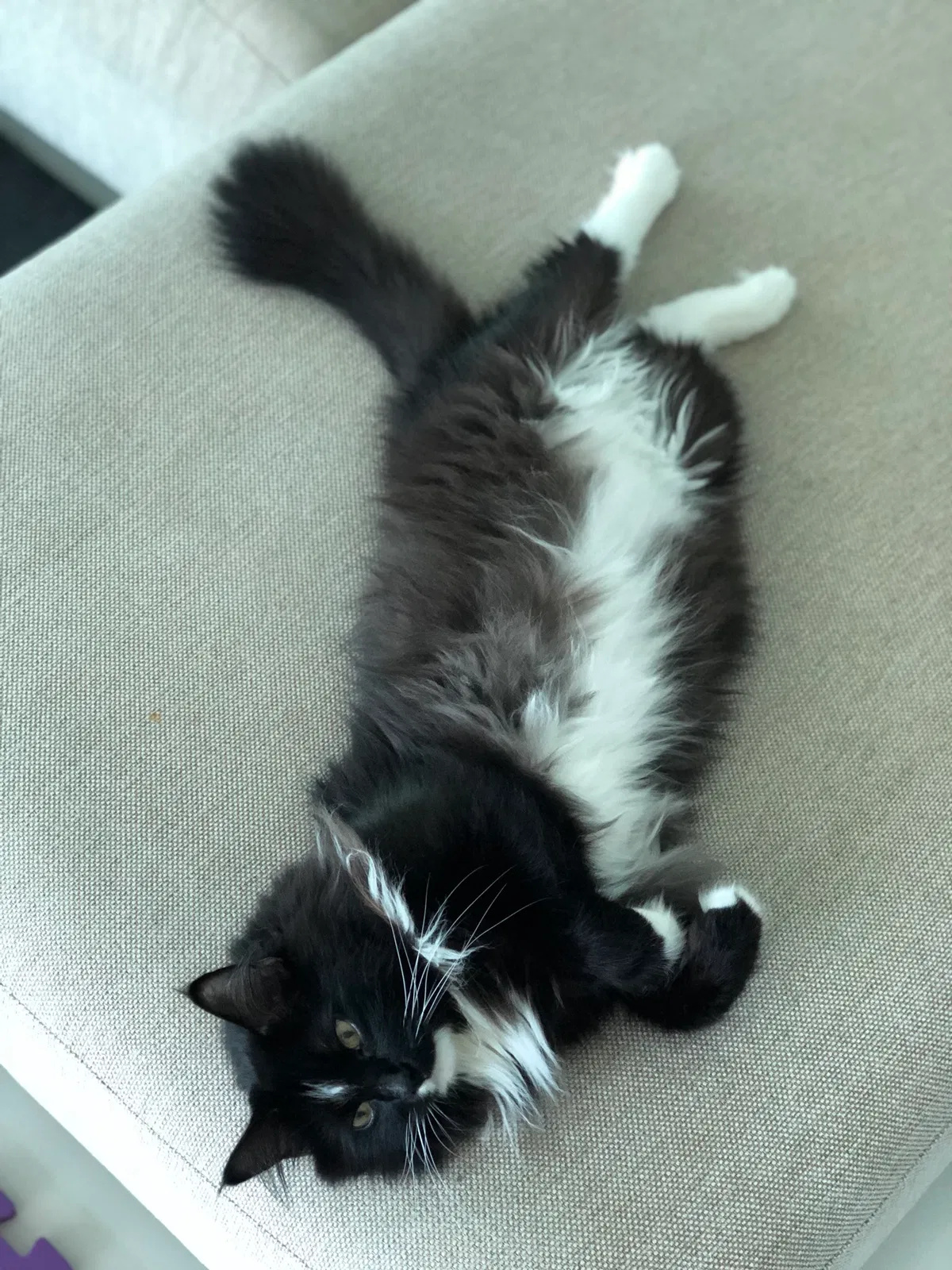 Lost cat in Cape Coral, FL, 33909