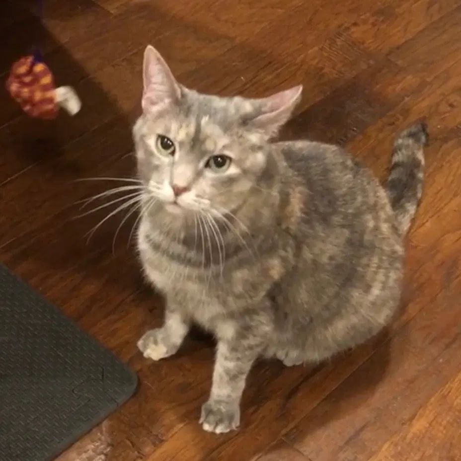 Lost cat in Altoona, IA, 50009