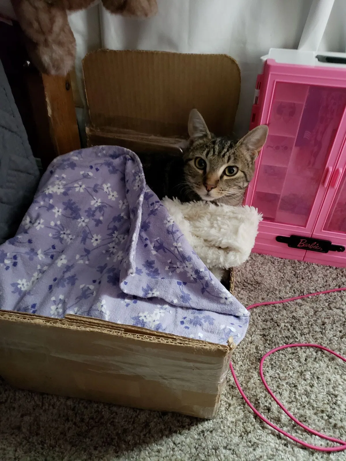 Lost cat in Central Point, OR, 97502