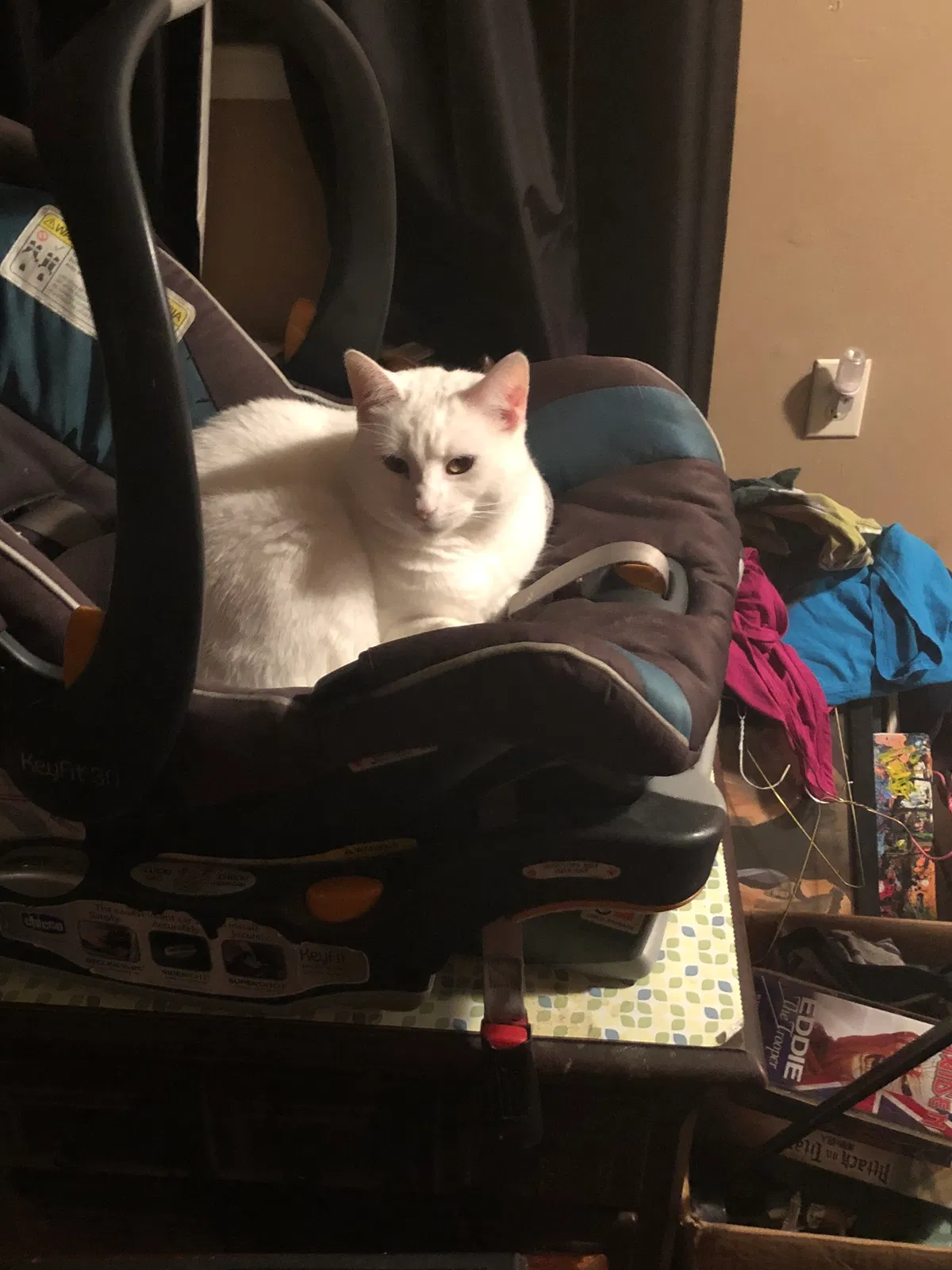 Lost cat in La Place, LA, 70068