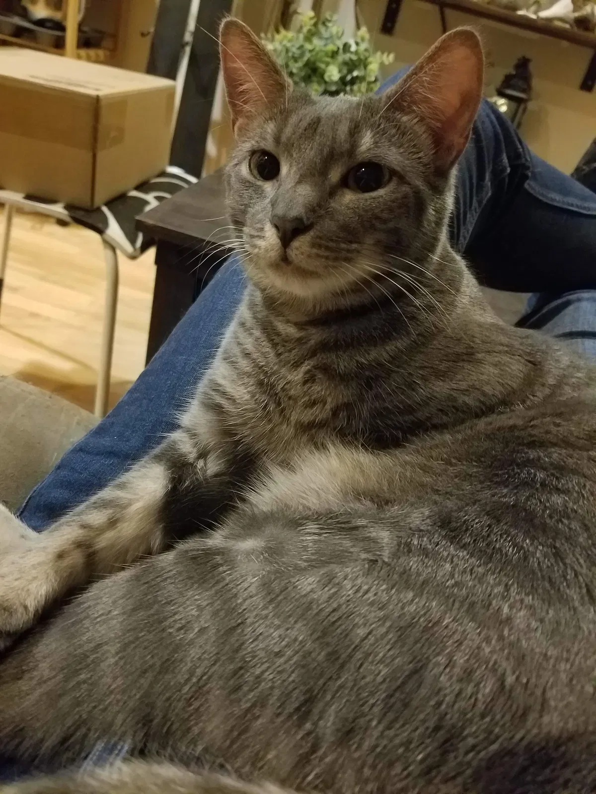 Lost cat in Astoria, NY, 11106