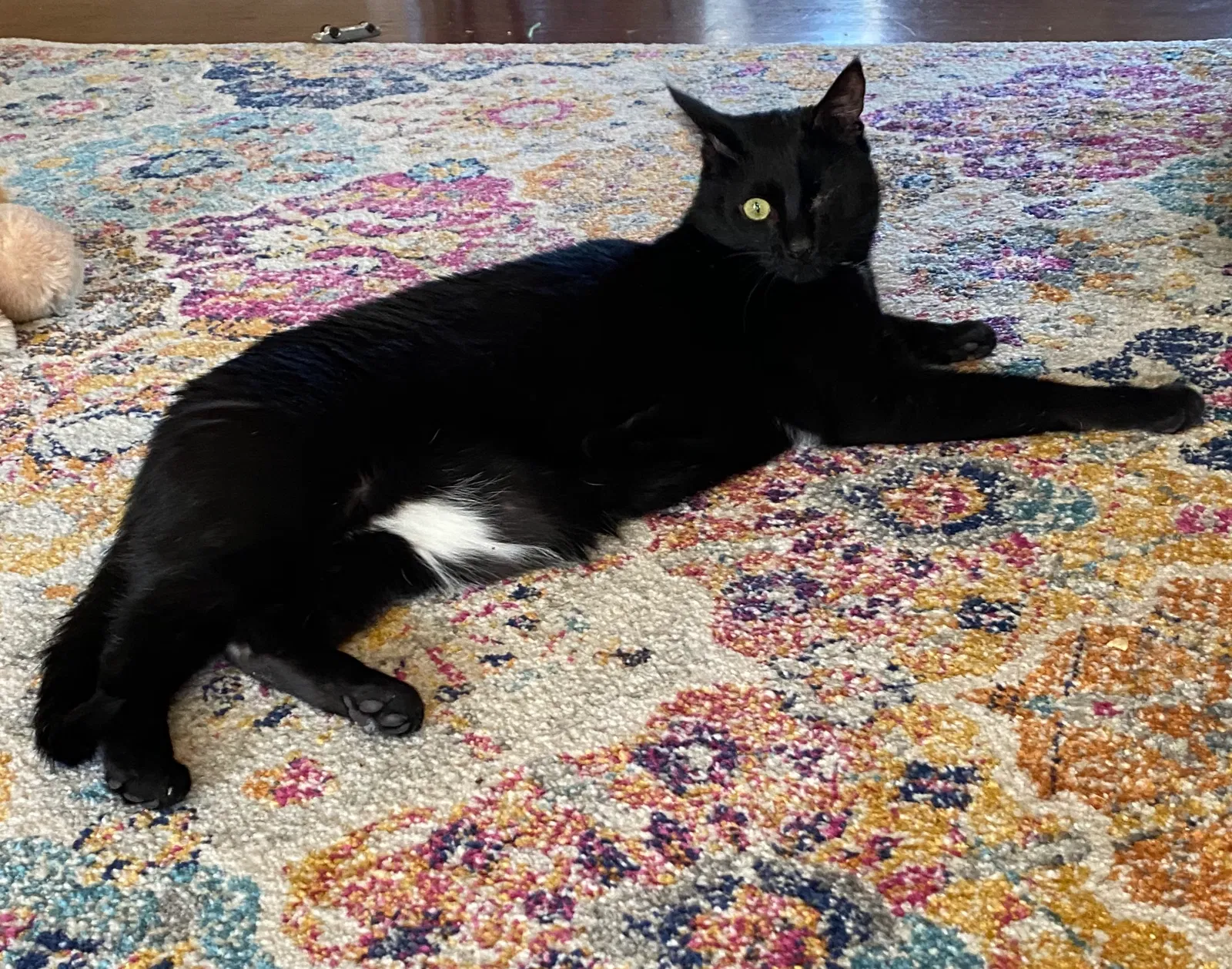 Lost cat in Sneads Ferry, NC, 28460
