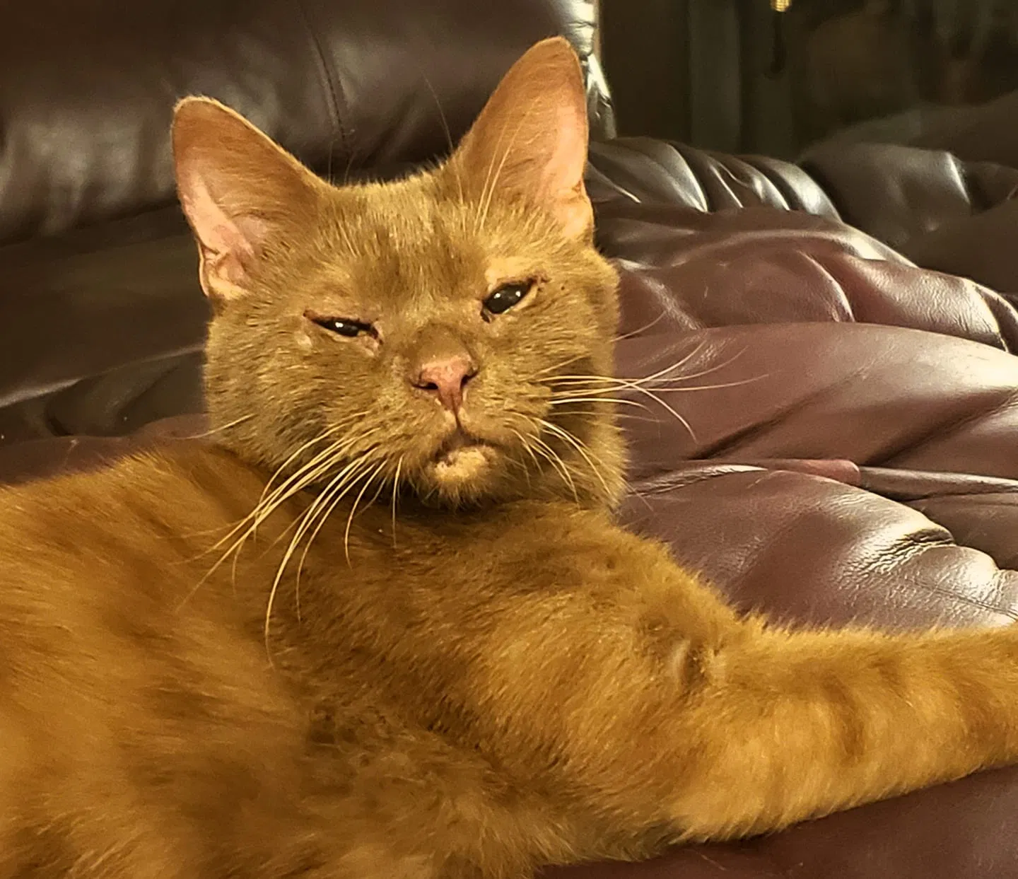 Lost cat in Goode, VA, 24556