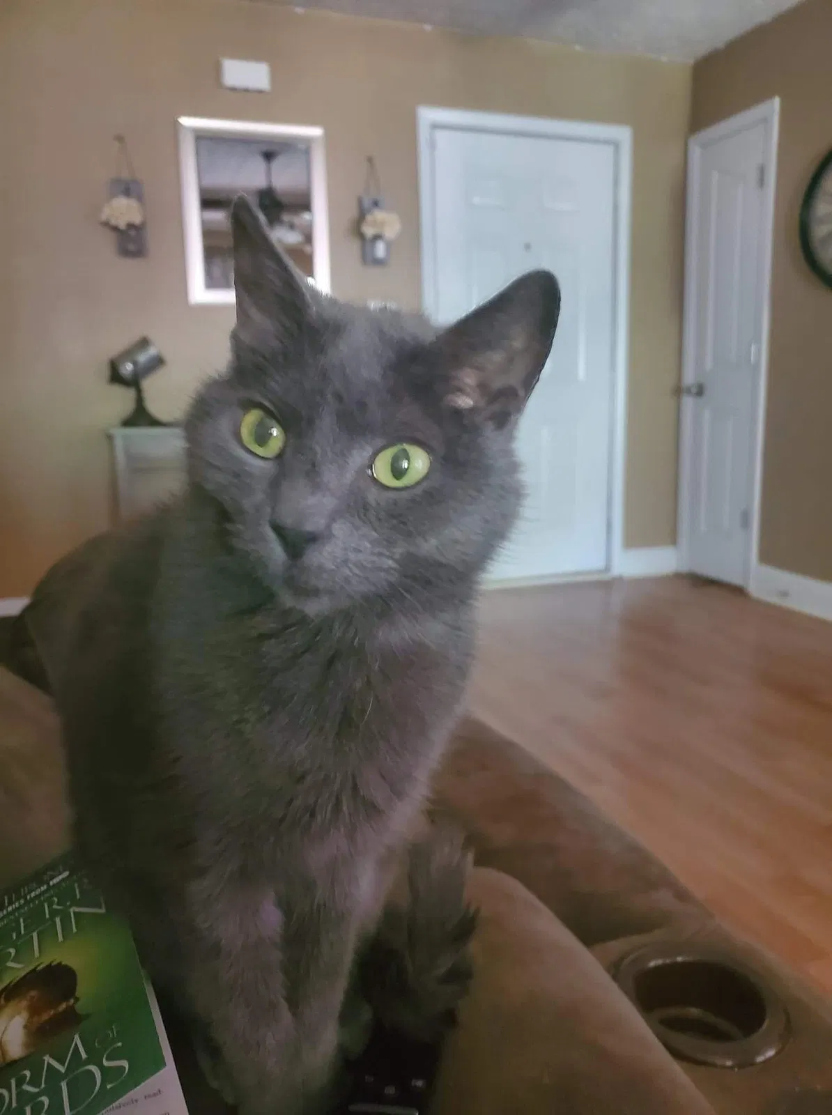 Lost cat in Winder, GA, 30680