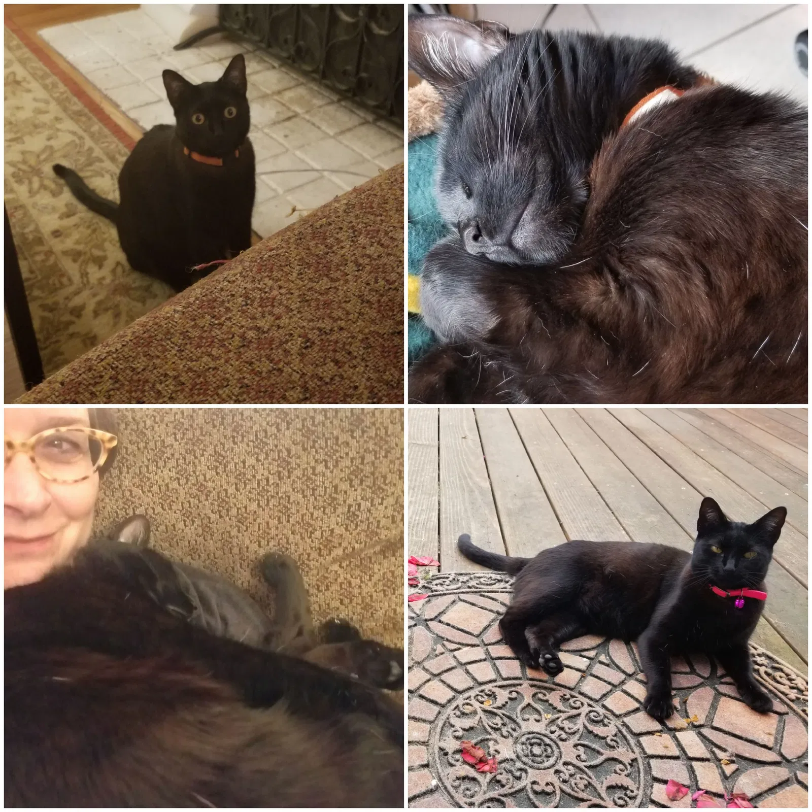 Lost cat in Richmond, CA, 94804
