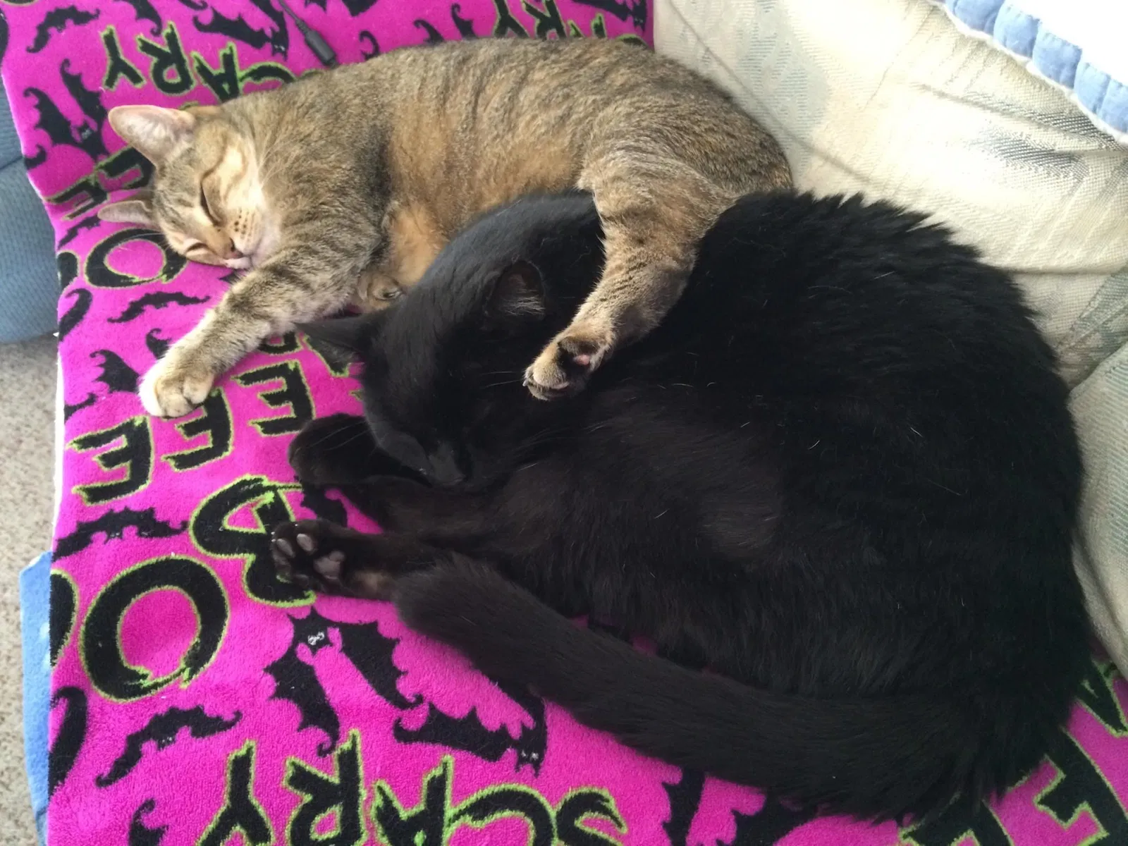 Lost cat in Vero Beach, FL, 32968