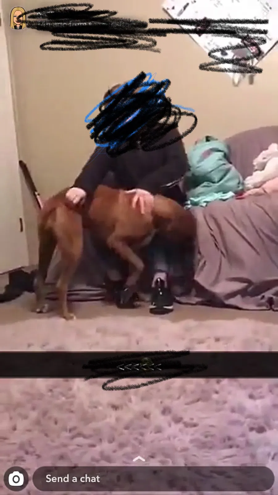 Lost dog in Birchwood, TN, 37308