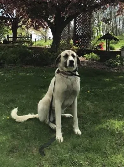 Lost dog in Rochester, MN, 55904