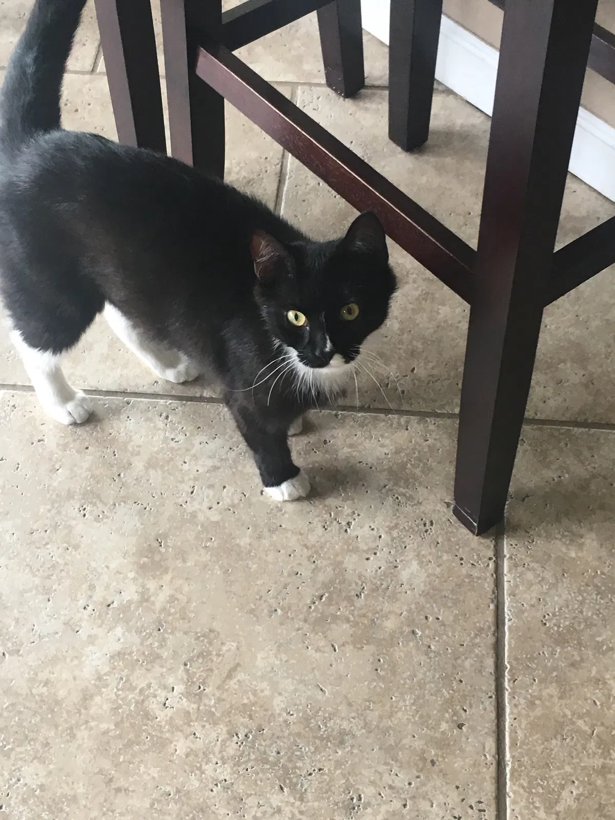 Lost cat in Marion, IA, 52302