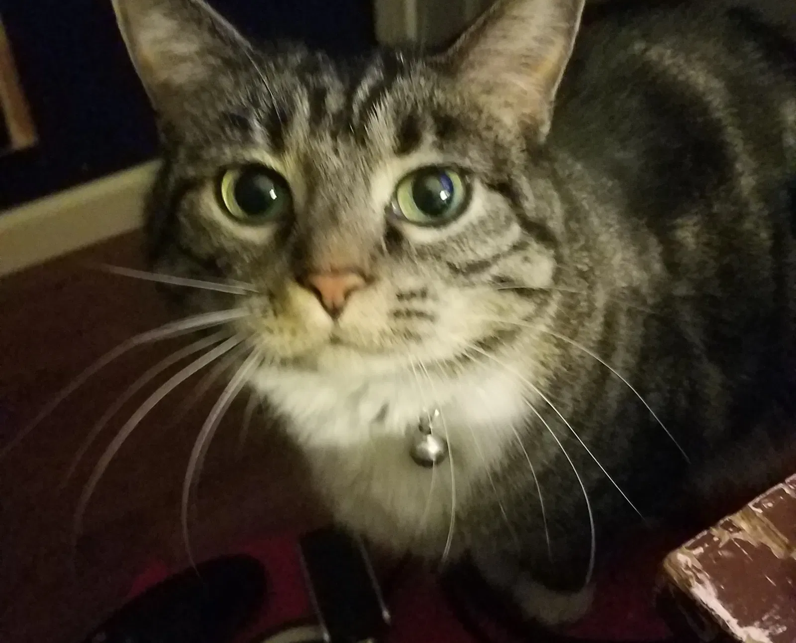 Lost cat in Pueblo, CO, 81001
