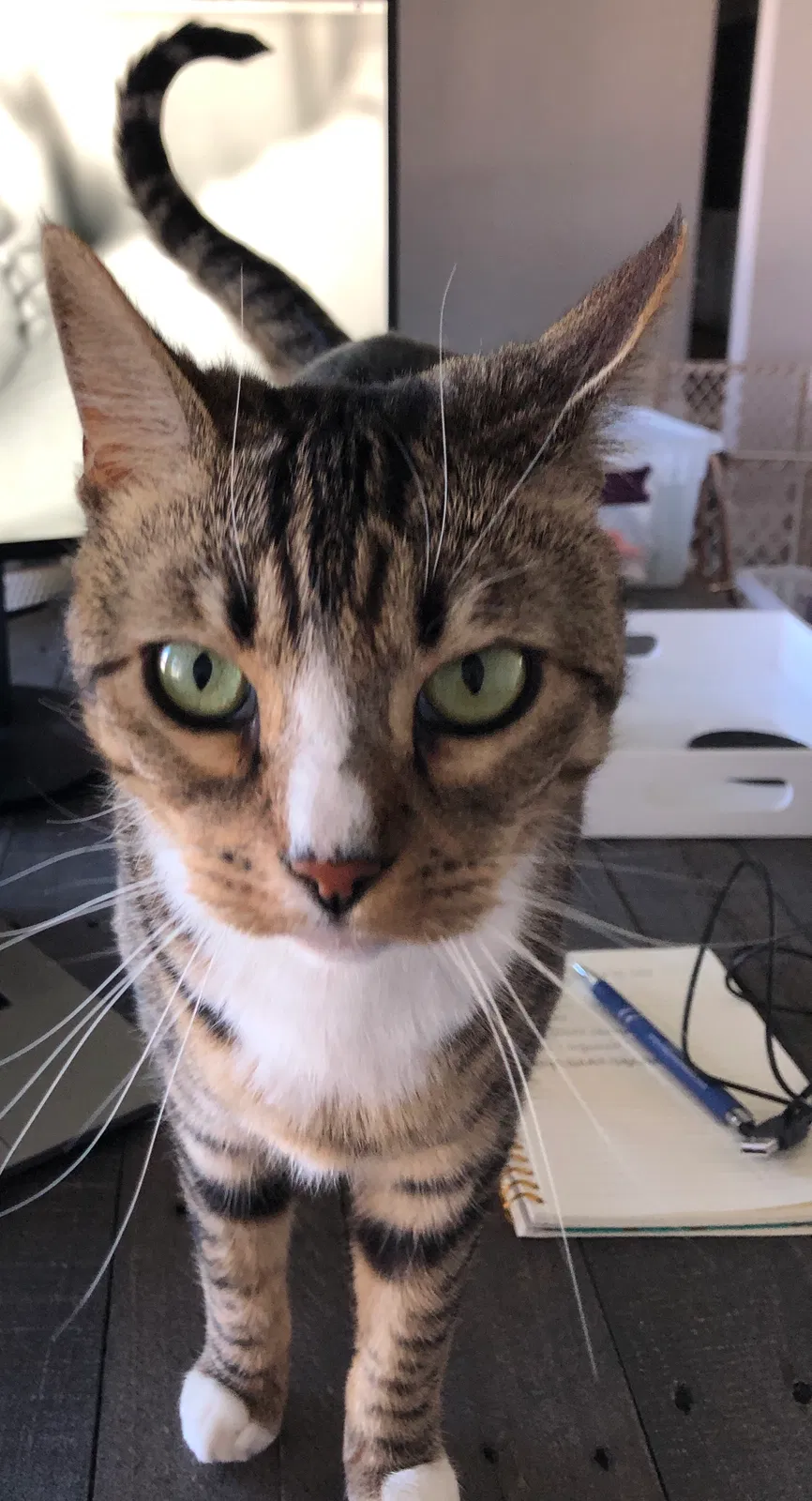 Lost cat in Palo Cedro, CA, 96073