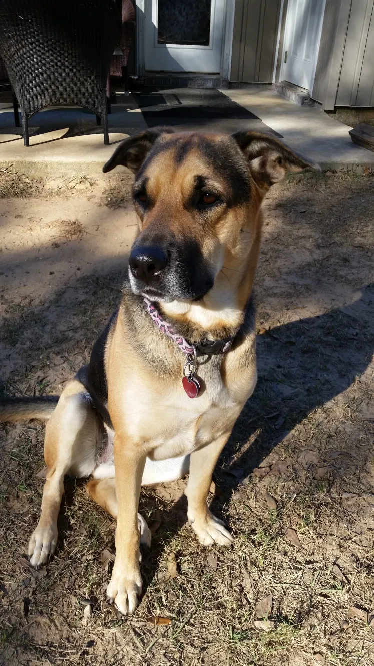 Lost dog in Semmes, AL, 36575