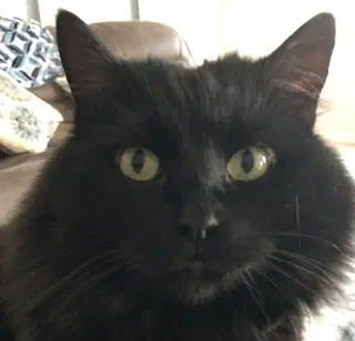Lost cat in Liberty Lake, WA, 99019