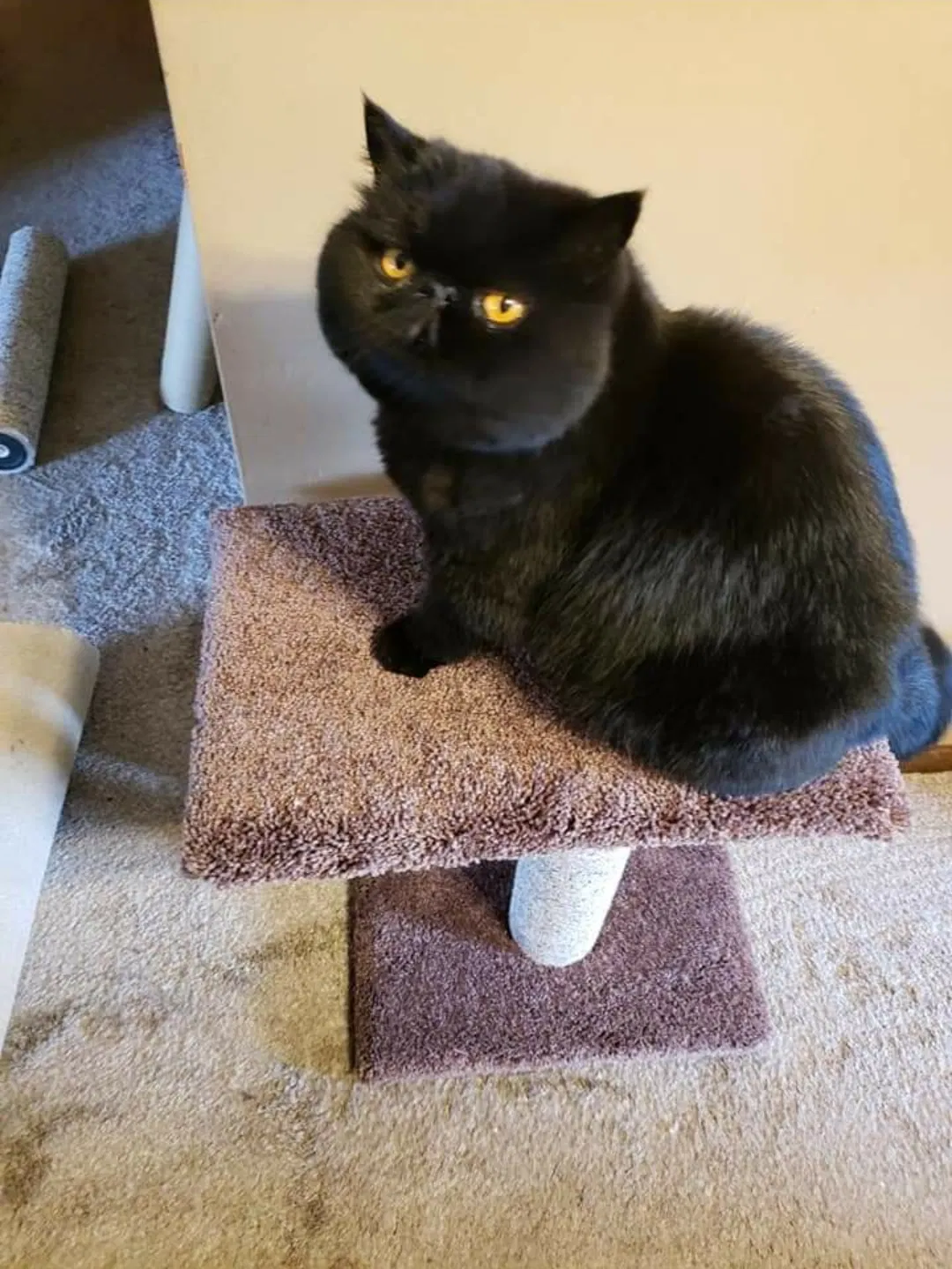 Lost cat in Grand Rapids, MI, 49508