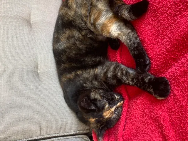 Lost cat in Wichita Falls, TX, 76308
