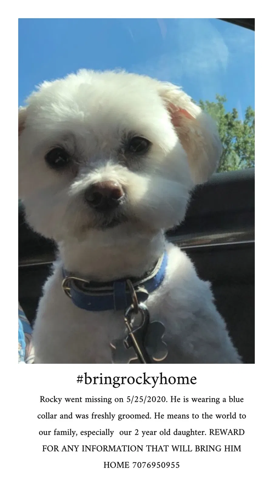 Lost dog in Santa Rosa, CA, 95407