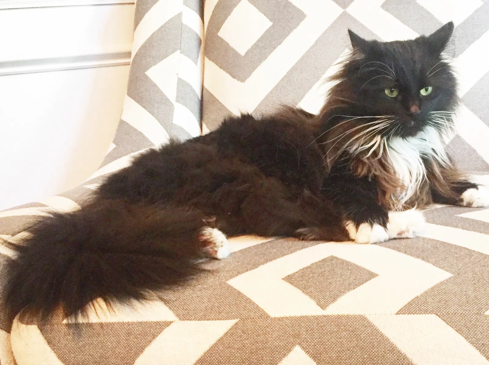 Lost cat in Braselton, GA, 30517